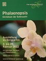 Phalaenopsis   001